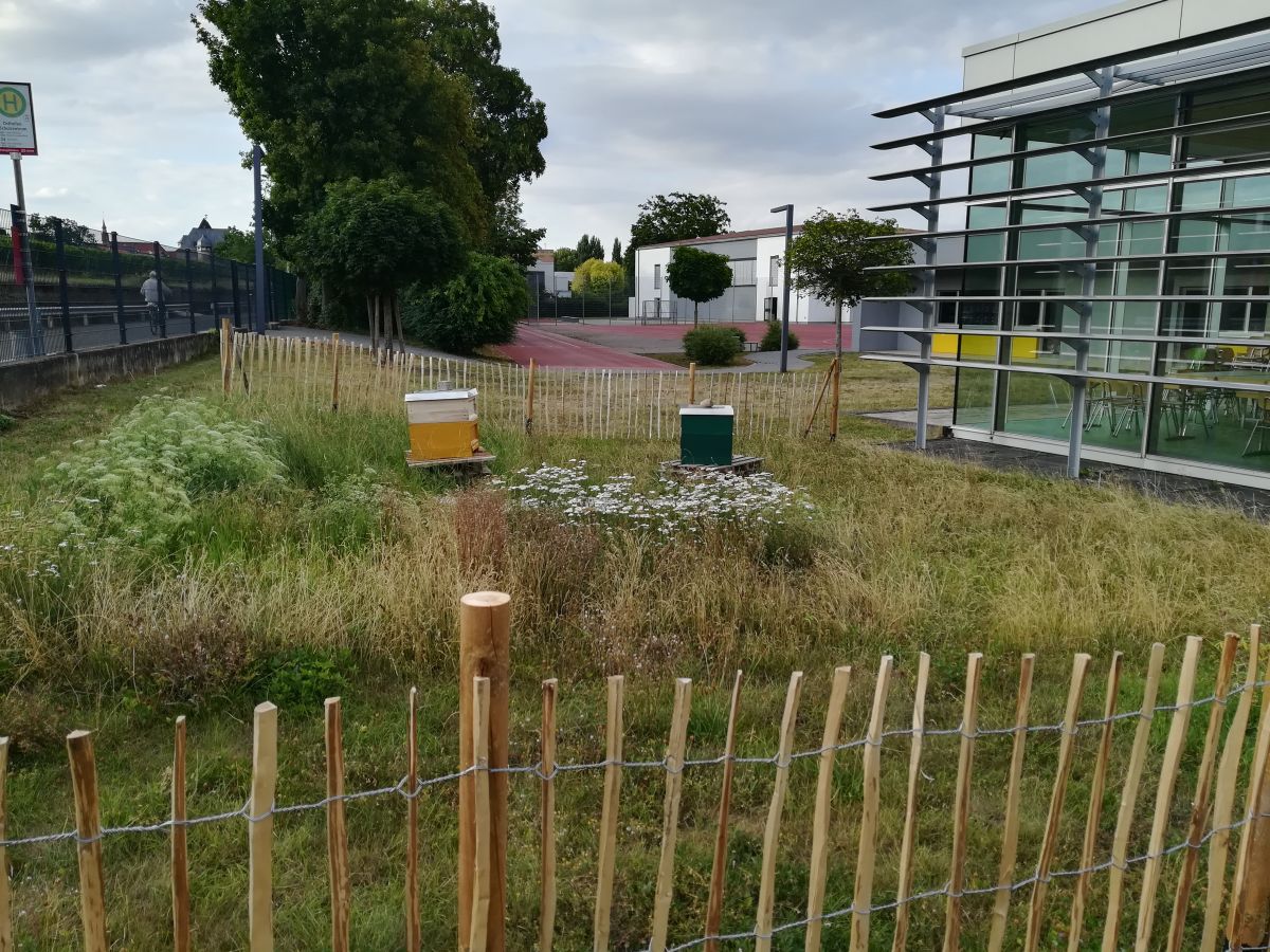 Platz für die Bienen hinter der Mensa